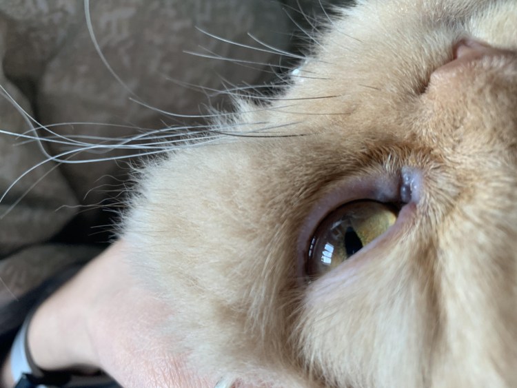 Кальцивироз конъюнктивит