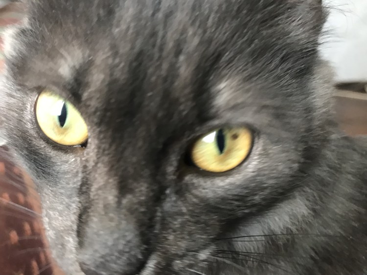 У кота точка на радужке глаза