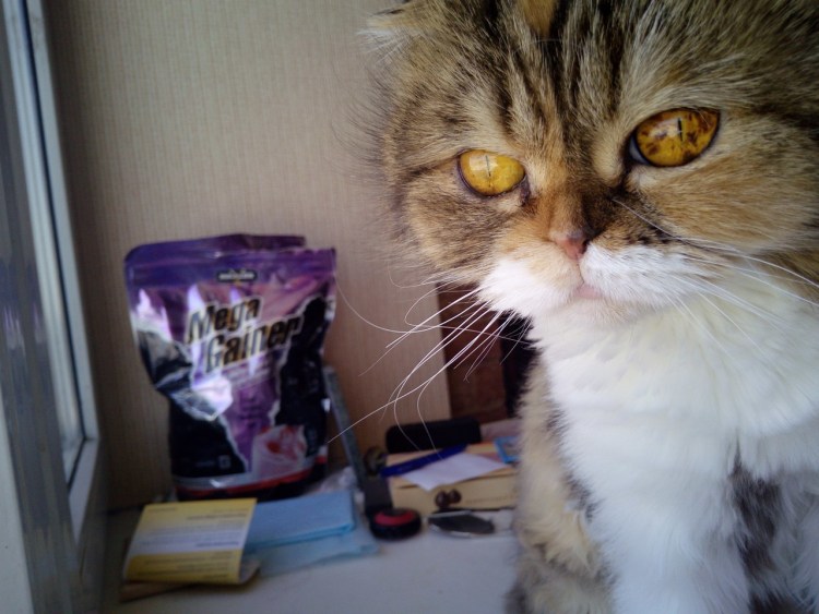 Светлый кошачий глаз