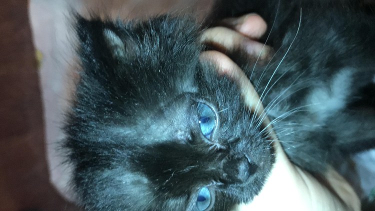 Кератоконъюнктивит у кошек