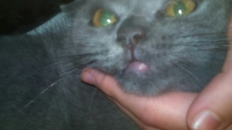 Повреждение роговицы у кошки