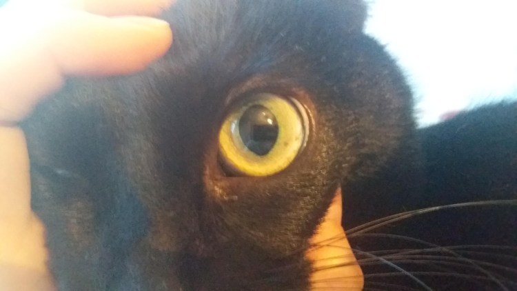 Ирис Радужная оболочка глаза