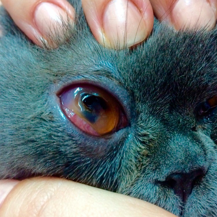 ОЛИСТЫ В глазах у кошки