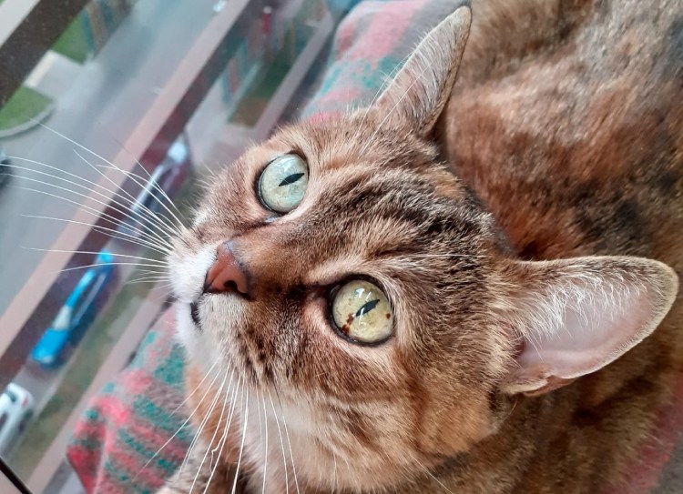 Диффузный меланоз Радужки у кошек