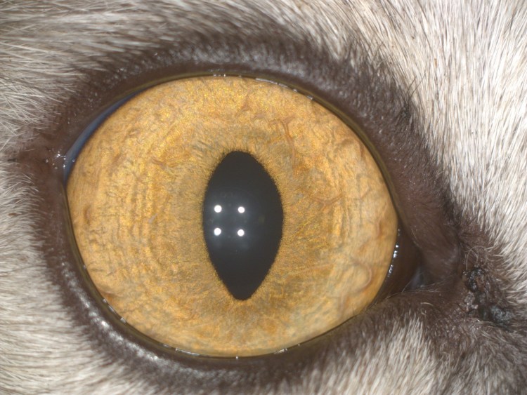 Темное пятно на глазу у кота