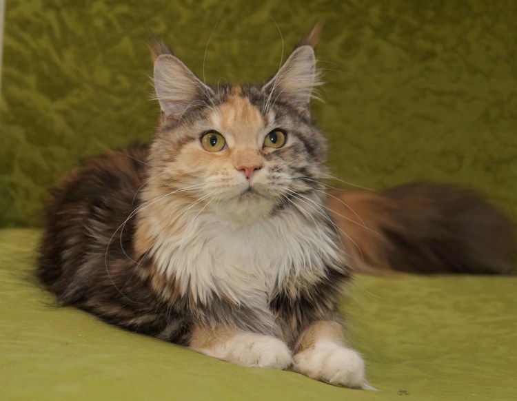 Смесь Мейн куна и сибирской