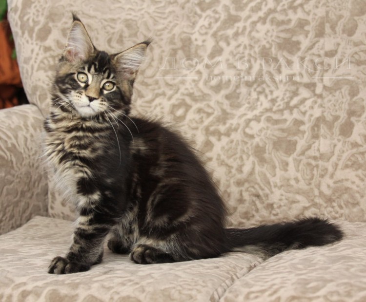 Смесь Мейн куна и норвежской Лесной