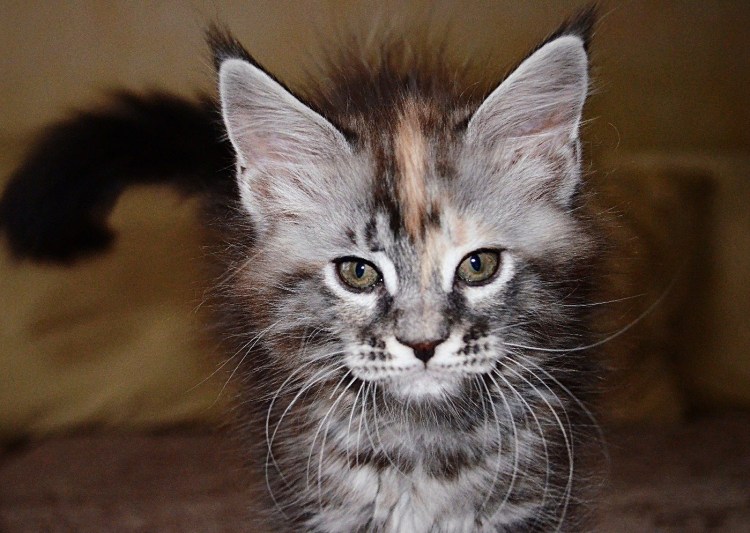 Мейн кун метис