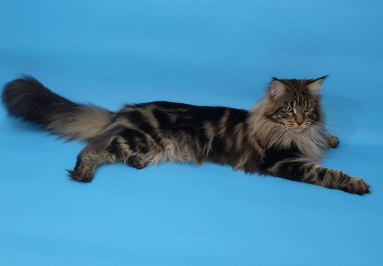 Сибирский Мейн кун