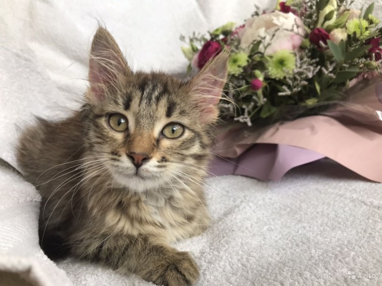 Мейн кун Лесной окрас