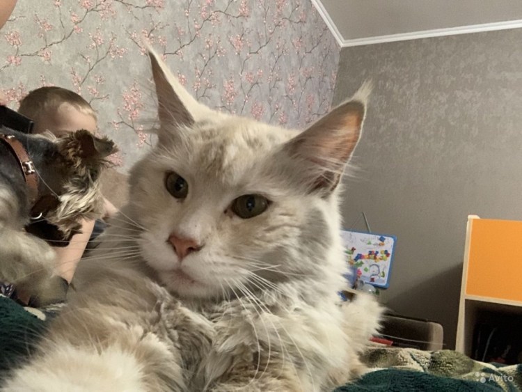 Метис Мейн куна и сибирской