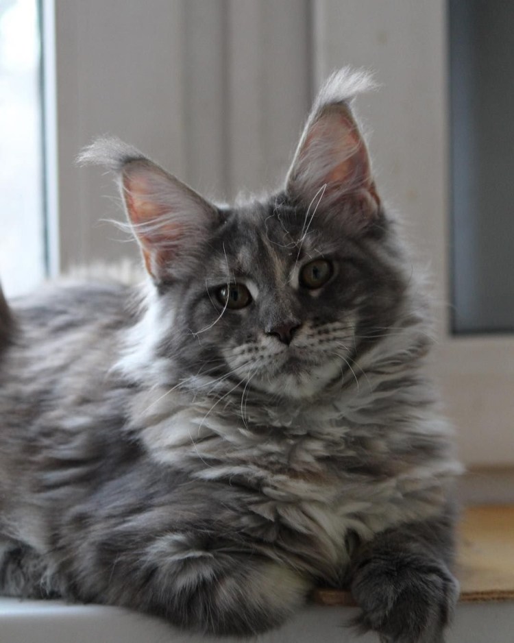 Мейн кун метис