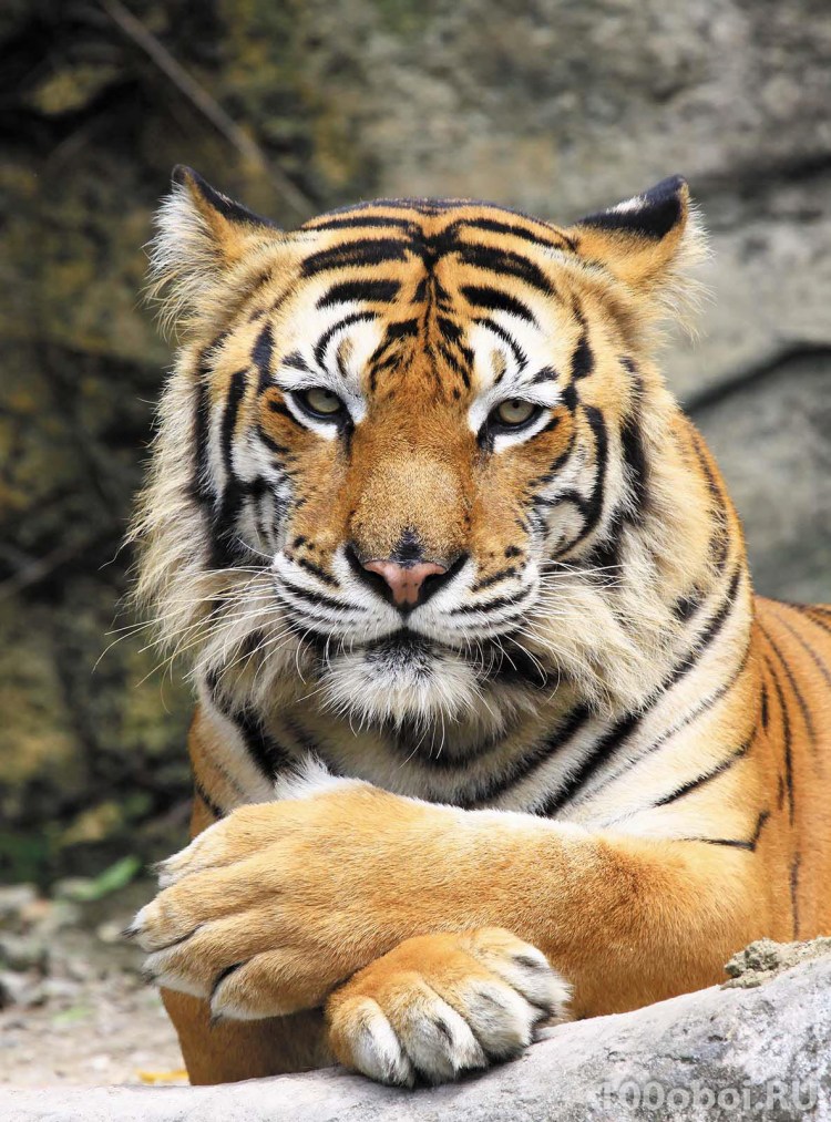 G10 бенгальский тигр