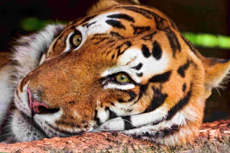 Тигр лицо