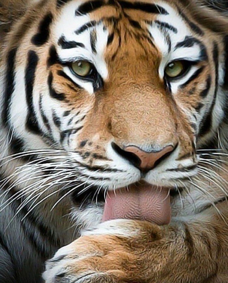 Красивый тигр