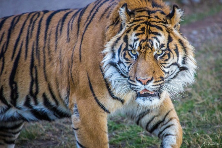 Гималайский тигр