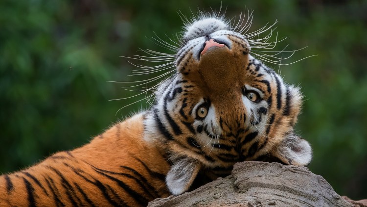 Довольный тигр