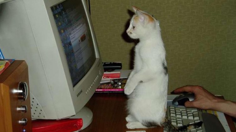 Котик сидит за компьютером