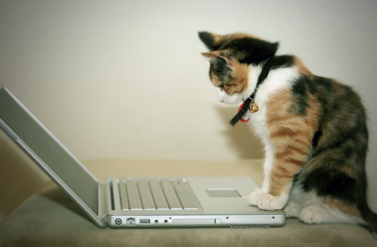 Котик за компьютером