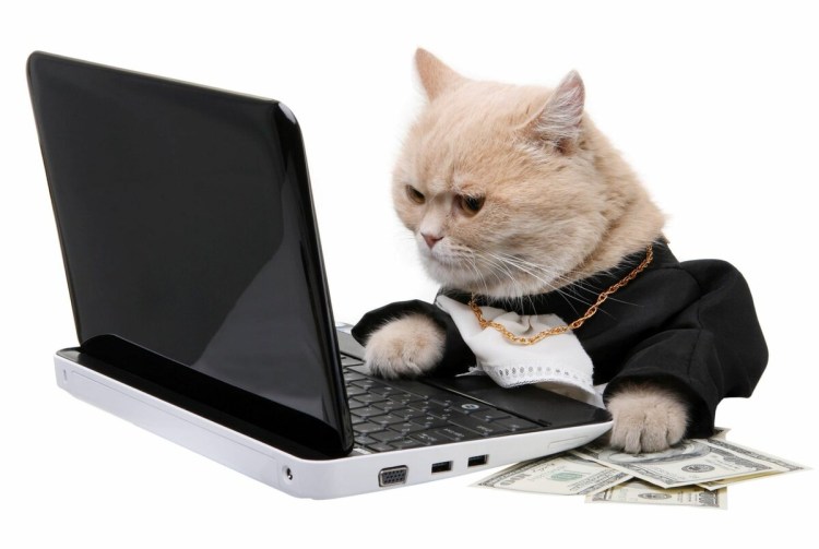 Кот за компьютером