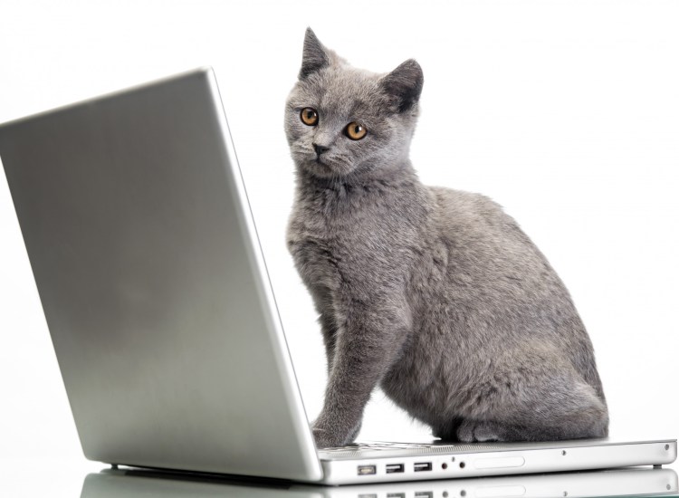 Кот за компьютером