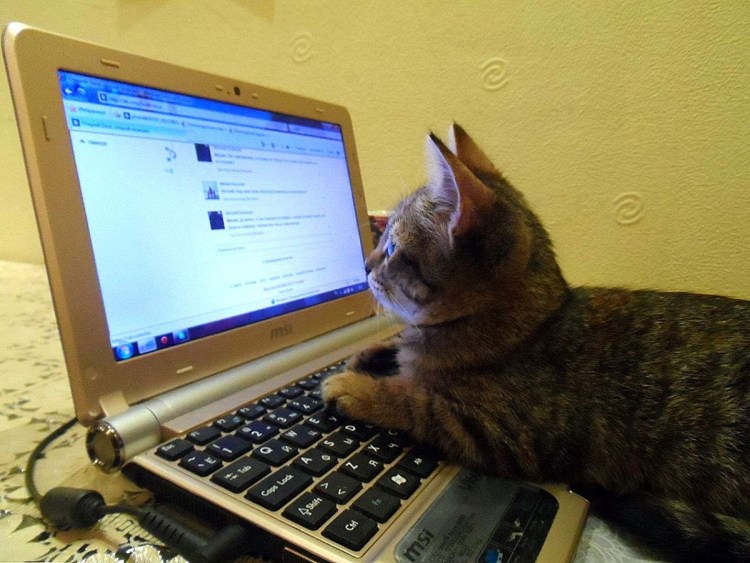 Котик с ноутбуком