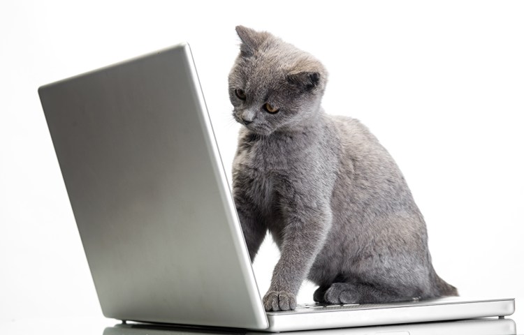Котенок за компьютером