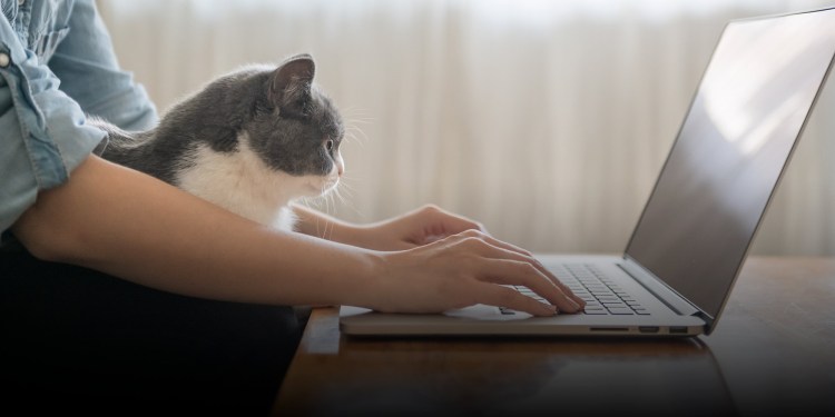 Кот и компьютер