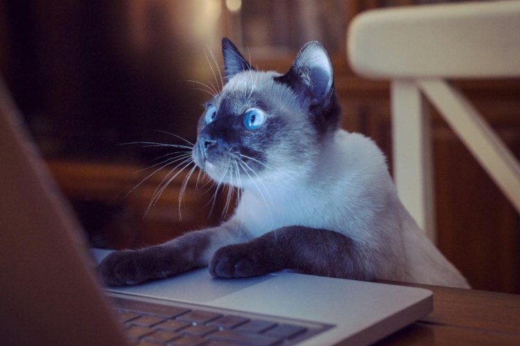 Кот и компьютер