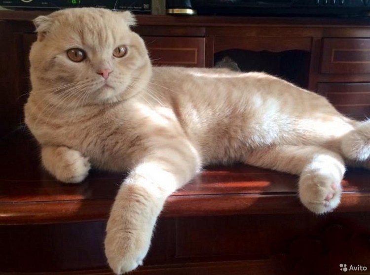 Шотландский скоттиш страйт персиковый