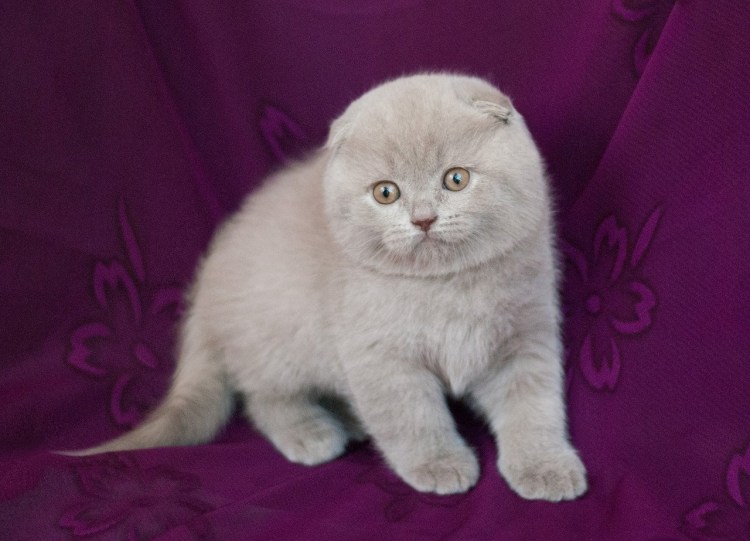 Шотландский вислоухий кот бежевый