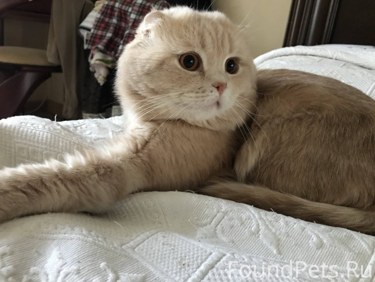 Шотландская кошка скоттиш фолд