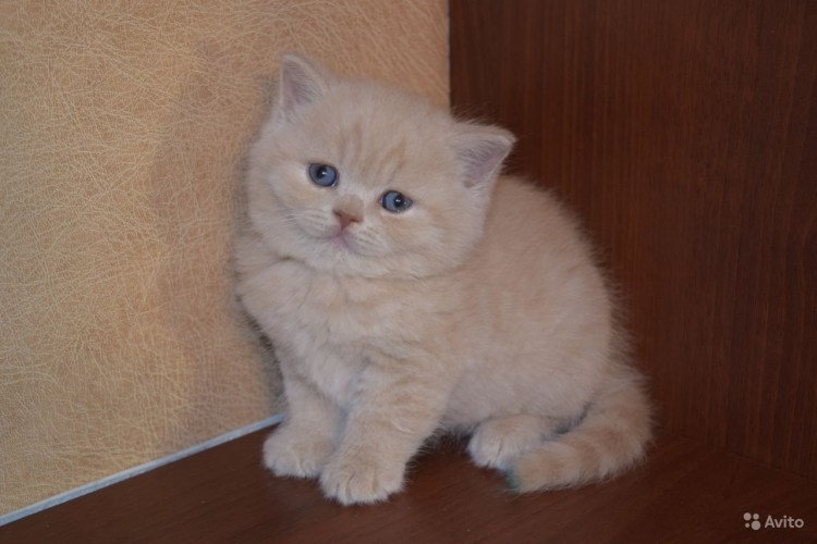 Котёнок скоттиш фолд кремовый