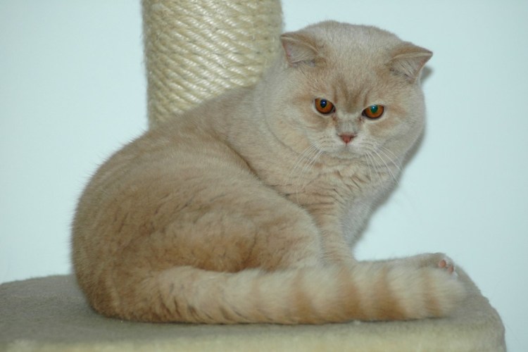 Шотландский прямоухий персиковый котенок