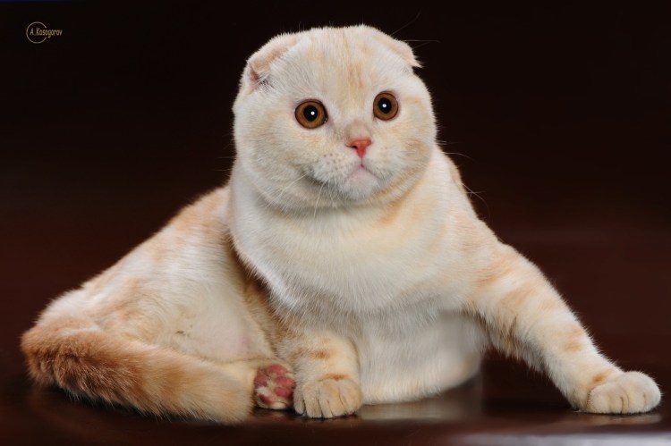 Шотландская прямоухая кошка кремовая