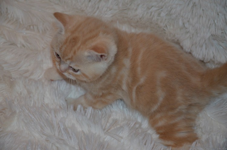 Прямоухий шотландский кот кремовый мрамор