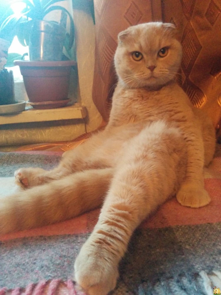 Кремовый табби шотландский прямоухий котёнок