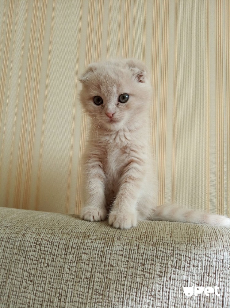 Скоттиш фолд персиковый