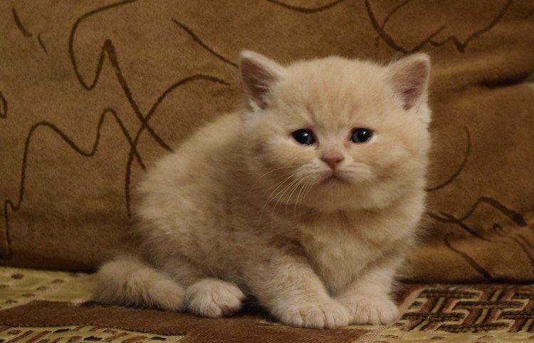 Шотландская вислоухая кошка