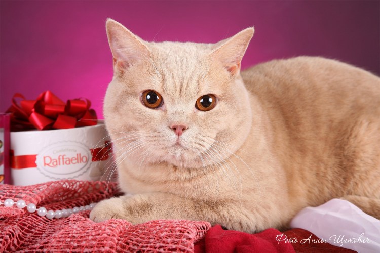 Персиковый британец котенок