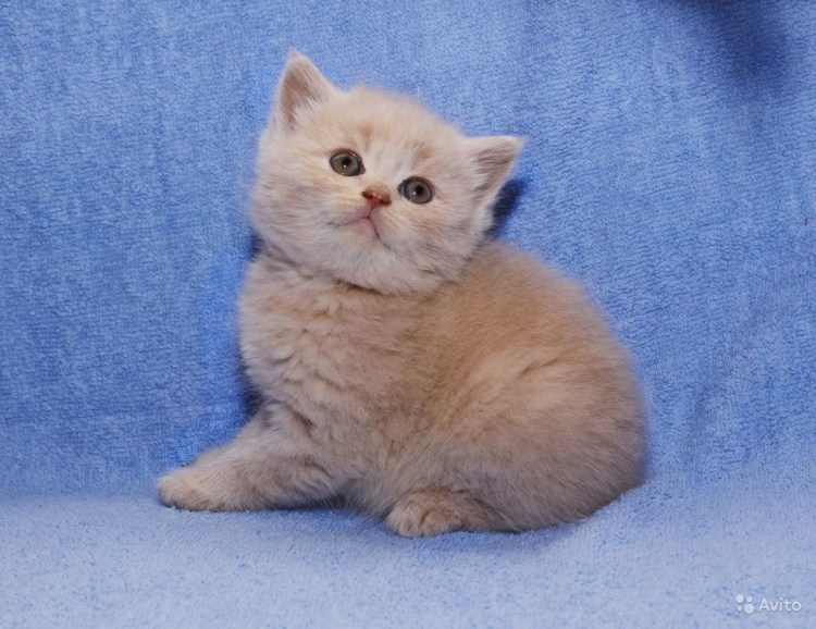 Кремовые Шотландские котята