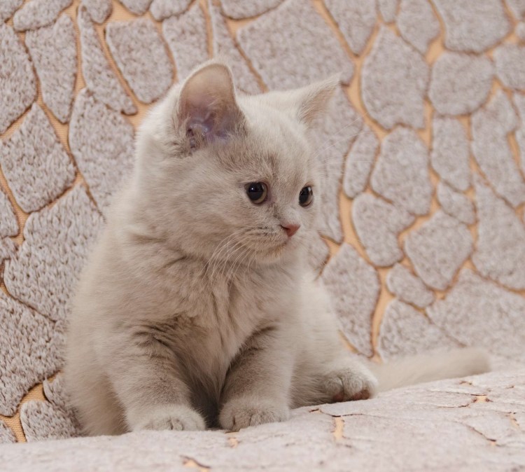 Кремово-серебристый британец