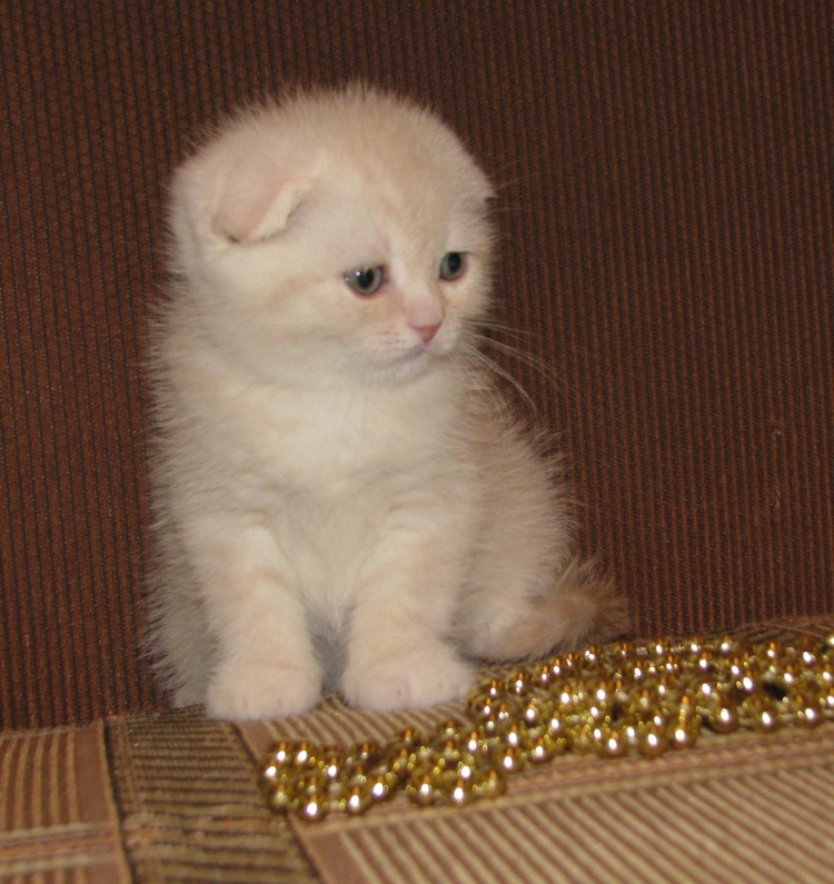 Шотландская вислоухая кошка хайленд