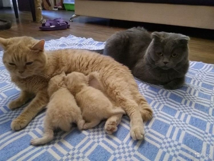 Скоттиш страйт золотой пятнистый