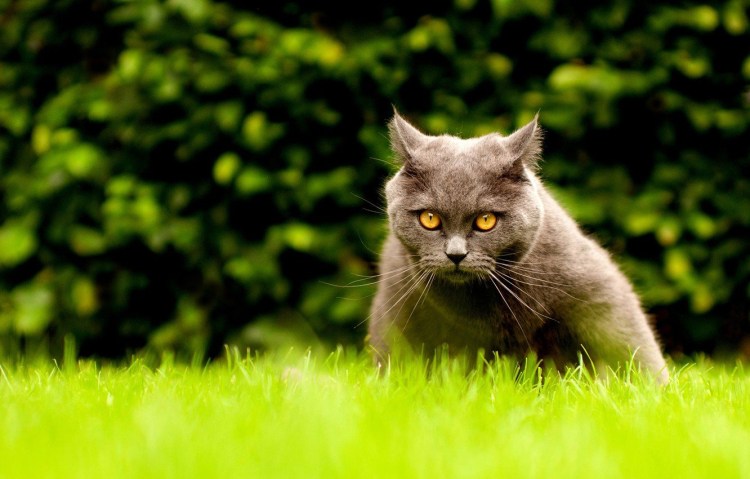 Зеленая кошка