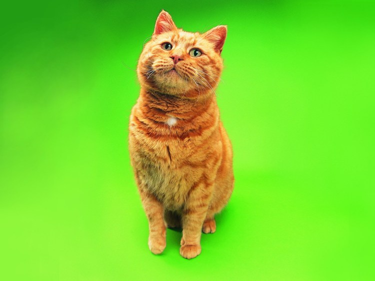 Коты на зелёном фоне