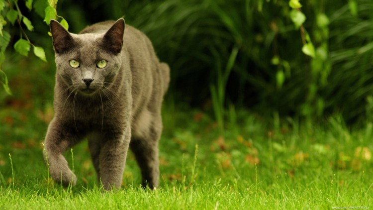 Неоновый зеленый кот