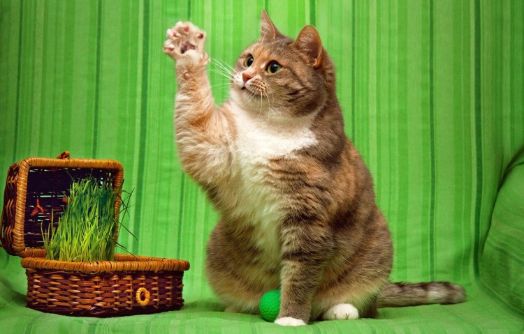 Кошка Мими Рэгдолл