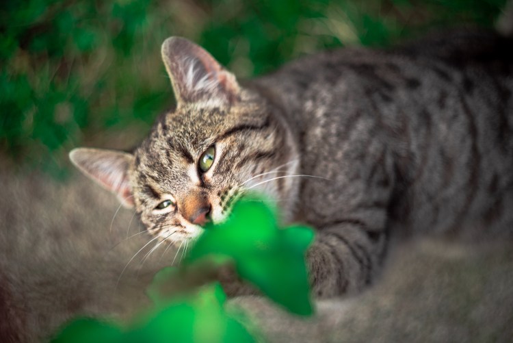 Кошка на природе