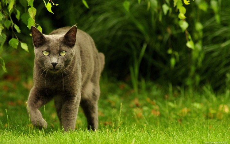 Трава для кошек